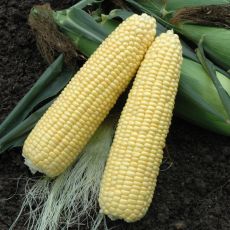 HYBRID SWEET CORN, XTH1572 XTRA-TENDER