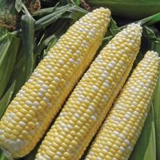 HYBRID SWEET CORN, ALLURE