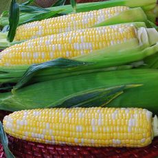 HYBRID SWEET CORN, TEMPTRESS