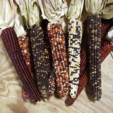 ORNAMENTAL CORN, LONGBOW
