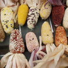 ORNAMENTAL CORN, STRAWBERRY DE-LITE