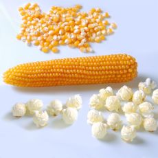 HYBRID POPCORN, ROBUST R400MR