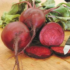 BEET, EARLY WONDER