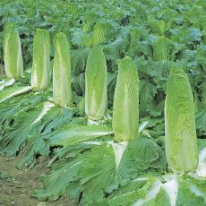 HYBRID CABBAGE, MONUMENT