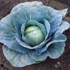 HYBRID CABBAGE, BLUE VANTAGE