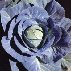 HYBRID CABBAGE, VANTAGE POINT