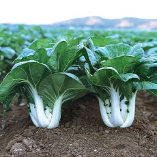 HYBRID CABBAGE, JOI CHOI