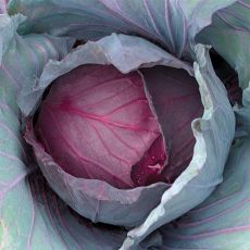 HYBRID CABBAGE, RED JEWEL