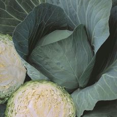 HYBRID CABBAGE, BLUE DYNASTY