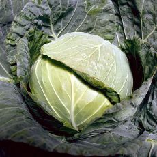 HYBRID CABBAGE, CELEBRATE