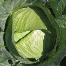 HYBRID CABBAGE, SHOSHUDORI