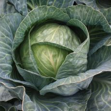 HYBRID CABBAGE, STORAGE #4