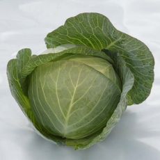 HYBRID CABBAGE, MEGENOR