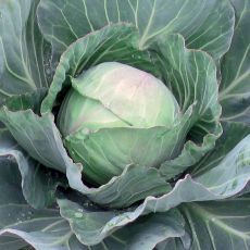 HYBRID CABBAGE, ACCLAIM