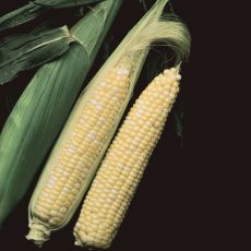 HYBRID SWEET CORN, TEMPTATION