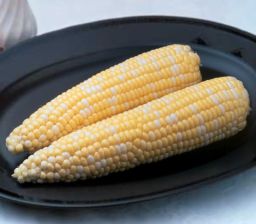 HYBRID SWEET CORN, AMBROSIA