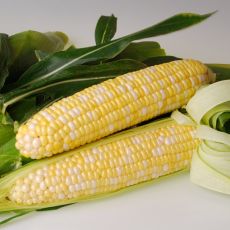 HYBRID SWEET CORN, SWEETNESS