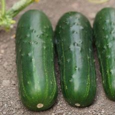 HYBRID CUCUMBER, SUPREMO