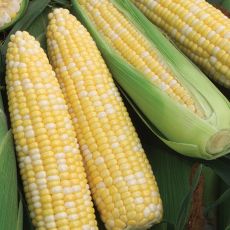 HYBRID SWEET CORN, OBSESSION