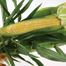 HYBRID SWEET CORN, AP 358