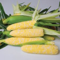 HYBRID SWEET CORN, NIRVANA