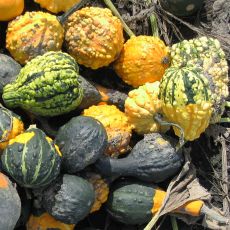 GOURD, SMALL WARTED INDY MIX