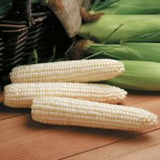 HYBRID SWEET CORN, AVALON