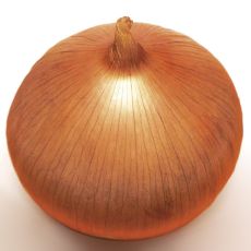 HYBRID ONION, HIGHLANDER