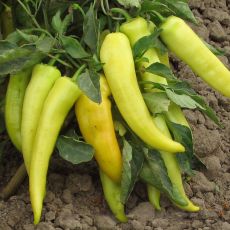 HYBRID PEPPER, GOLDEN DAGGER