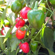 HYBRID PEPPER, GRANDI RED CHERRY HOT