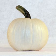 HYBRID PUMPKIN, MOONSHINE