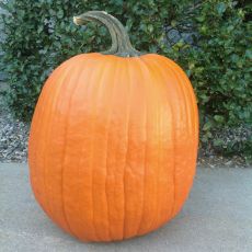 HYBRID PUMPKIN, PHATSO II