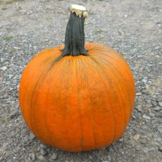 HYBRID PUMPKIN, PHATSO JR