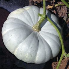 HYBRID PUMPKIN, SILVER MOON