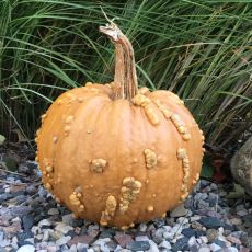 HYBRID PUMPKIN, GRIZZLY BEAR