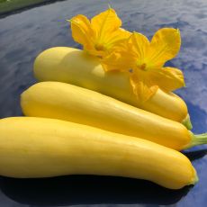 HYBRID SQUASH, SMOOTH CRIMINAL