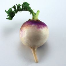 TURNIP, PURPLE TOP WHITE GLOBE