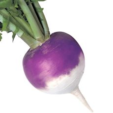 HYBRID TURNIP, PURPLE PRINCE