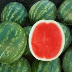 HYBRID WATERMELON, MELODY