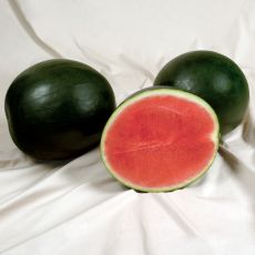 HYBRID WATERMELON, SWEET GEM