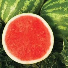 HYBRID WATERMELON, SWEET DAWN