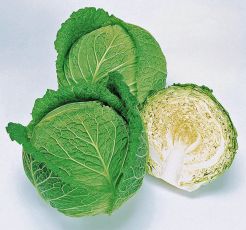 HYBRID CABBAGE, SAVOY ACE IMPROVED