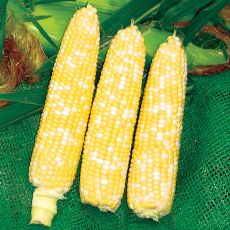 HYBRID SWEET CORN, 274A XTRA-TENDER