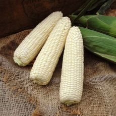 HYBRID SWEET CORN, 3572 VX XTRA-TENDER