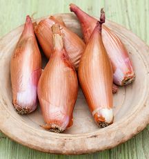 SHALLOT, ZEBRUNE