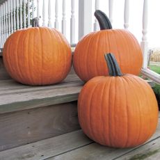 HYBRID PUMPKIN, GOLD MEDAL