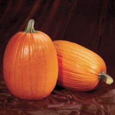 HYBRID PUMPKIN, CAPTAIN JACK