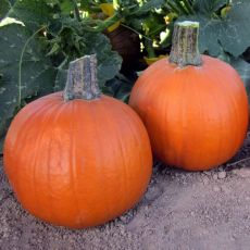 HYBRID PUMPKIN, EARLY ABUNDANCE