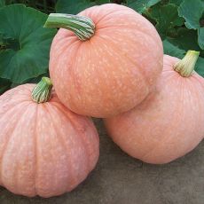 HYBRID PUMPKIN, MOONSCAPE