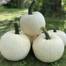 HYBRID PUMPKIN, ABOMINABLE